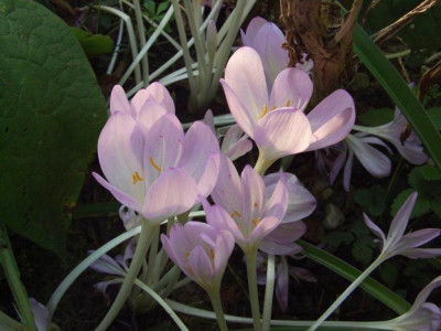 Colchicum_spec.1.jpg