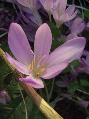 Colchicum_spec.2.jpg