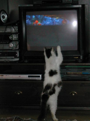 lil_tv.jpg
