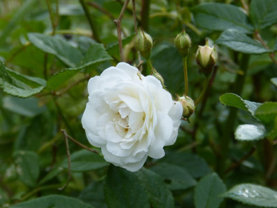 2015-06-09 Rosen 'Schneewittchen' (Lambert).jpg
