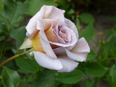 2015-06-09 Rosen 'Stephen Rulo'.jpg