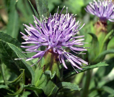 Carduncellus_mitissimus_2005-09-20.JPG