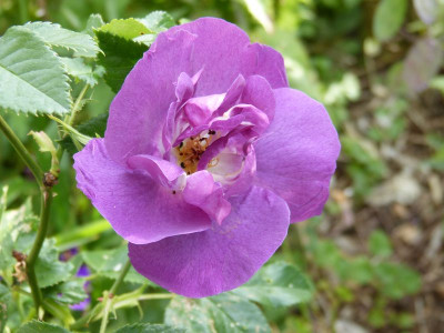 2015-06-09 Rosen 'Rhapsodie in Blue'.jpg