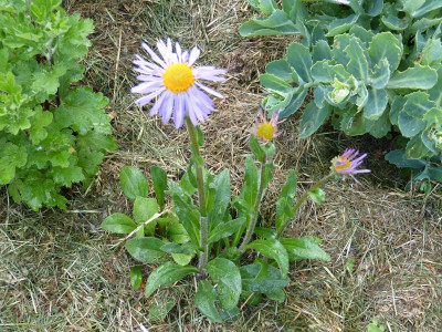 2015-06-09 Aster tongolensis 'Berggarten'.jpg