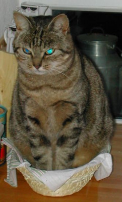 leokorb.jpg