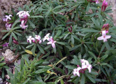 Daphne_petraea_x_jasmineum_Kilmeston_2005-09-20.JPG