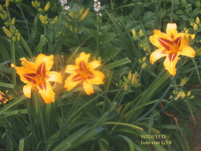 Wideyed_2001.jpg