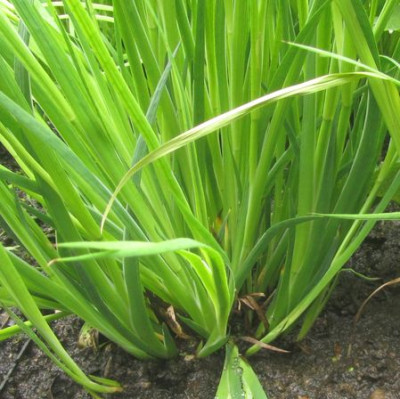 Gras-axel-uwe.jpg