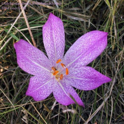 Colchicum_Roschen-Kloster003.jpg