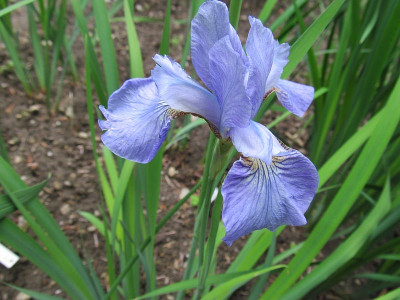 Iris sibirica ex Cath. 2015.jpg