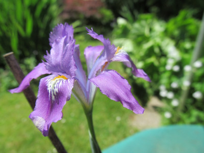 Iris decora Bluete.jpg