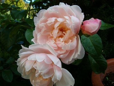 TheGenerousGardener1.jpg