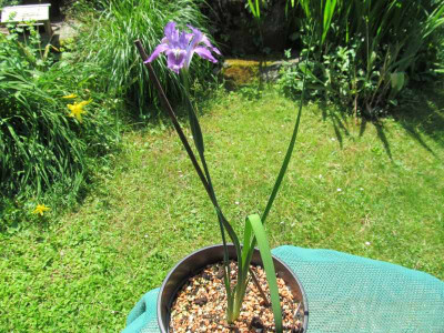 Iris decora Habitus.jpg