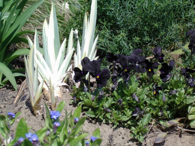 Iris-Molly.jpg