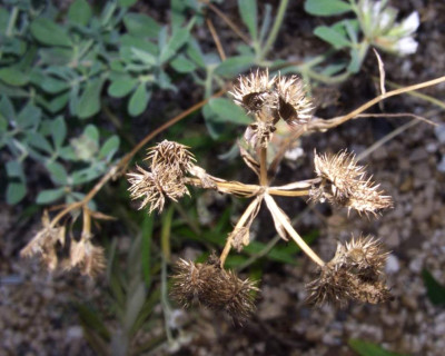 Orlaya_grandiflora_Frucht.jpg