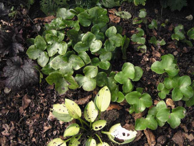 hepaticabeet1.jpg