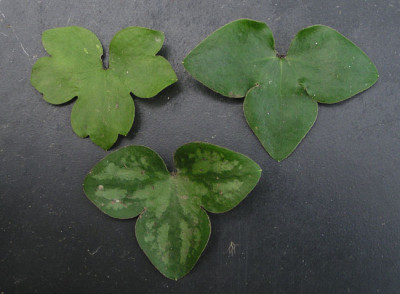 hepatica_laub.jpg