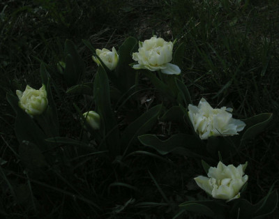 weisse_Tulpen_1_3_1.jpg