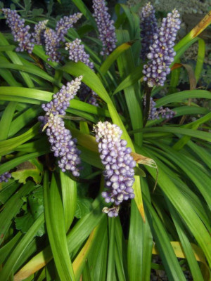 Liriope_muscari_Moneymaker.jpg