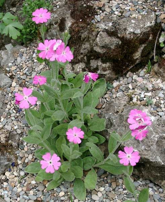 05310006_eNN_Petrocoptis_glaucifolia.JPG