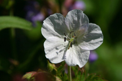 Geranium-Jun-1.jpg