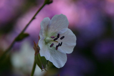 Geranium-Sep-2.jpg