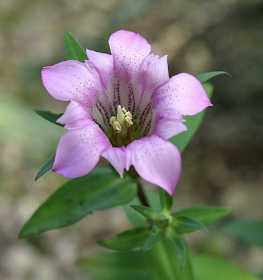 IMG_1031_eGentiana_scabra.JPG