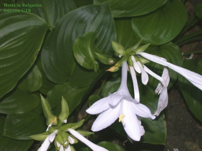 0032_Hosta_Blute_12_lang_75_breit002.jpg
