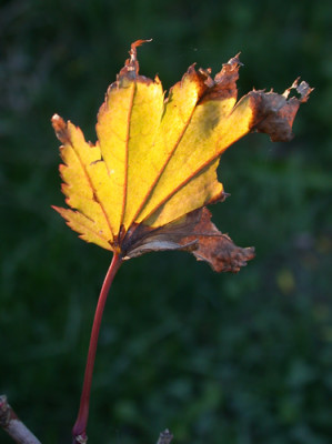 Ahorn_Teich_9632_94.jpg