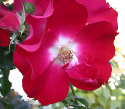 Highdownensis_S3_9613_93.jpg