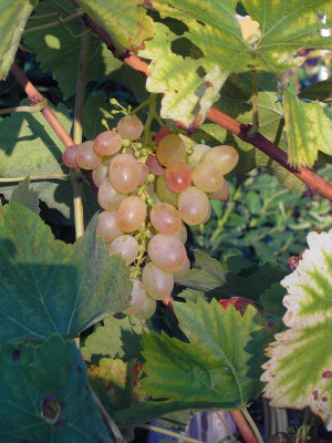 Weinrebe_1-k.jpg