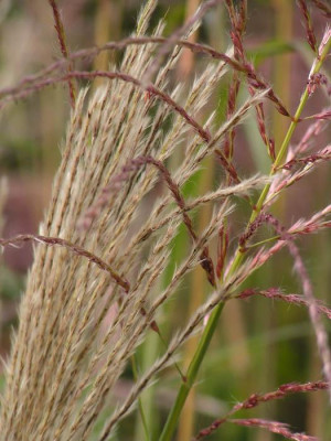 miscanthus_malepartus_detail.jpg