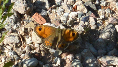 DSC_8275mod.jpg