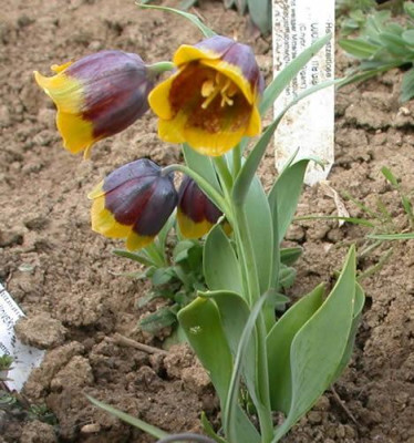 Turkische_Schachbrettblume_S2_8759_73.jpg