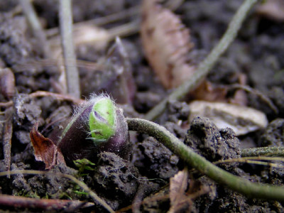 hepatica_trieb.jpg