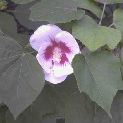 Hibiscus_sinosyriacus_Autumn_SurpriseRimg0145.JPG