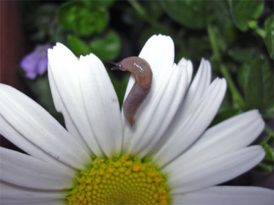 Schnecke_02.jpg