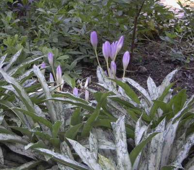 Colchicum_The_GiantRimg0031.JPG
