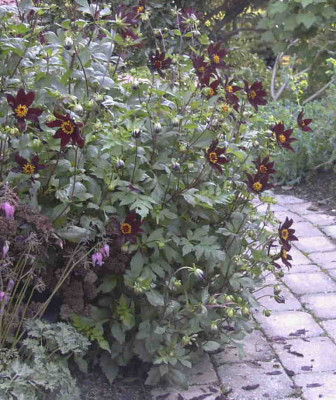 Dahlia_Dark_DesireRimg0011.JPG