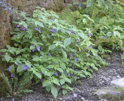 Impatiens_namchebarensisRimg0021.JPG