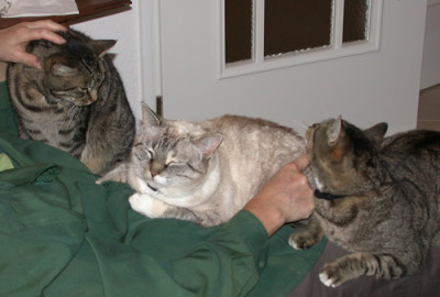 Gartentiger_9709_92.jpg