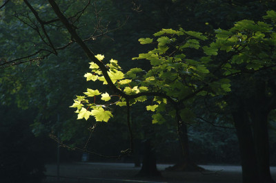 herbstlicht_N14785.jpg