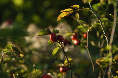 herbstlicht_N14796.jpg