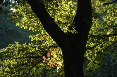 herbstlicht_N14800.jpg