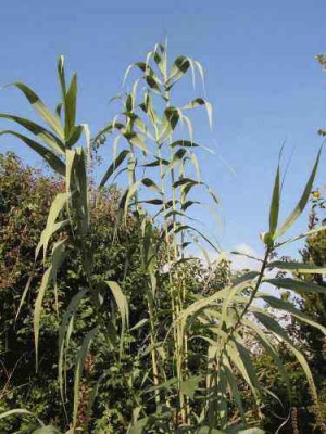 arundo220905.jpg