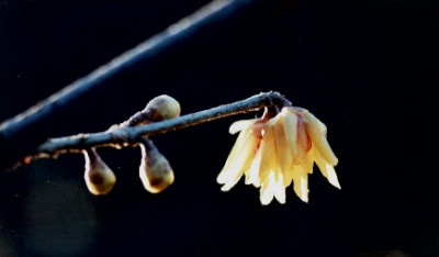 Chimonanthus_praecox_Haerle_02.05.jpg