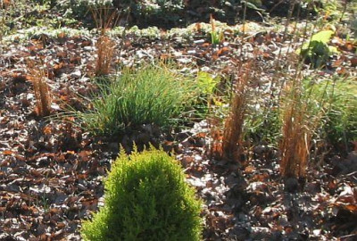 Carex_buchannanii_20050108.jpg