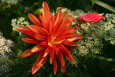 Dahlie-Sep-4.jpg