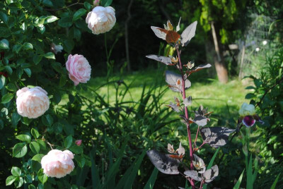 rosen 1. juni 150.jpg