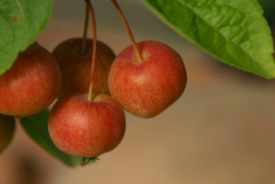 Malus-Sep-1.jpg
